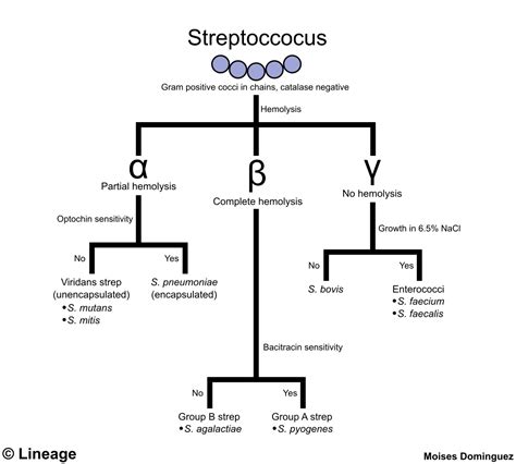 group beta strep|B 组链球菌病 .
